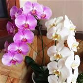 Khảo