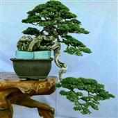 Mạt 