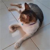Cách