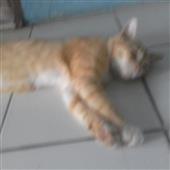 Vận 