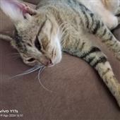 Kèo 