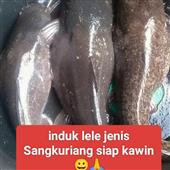 Soi 
