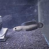 Is 