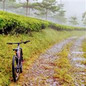 Cuố