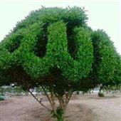 Lễ h