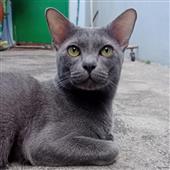 Kết 