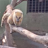 Các