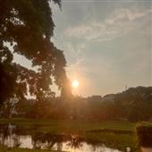 Dự 