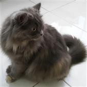 Băng