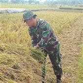 Tài 
