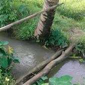 Các 