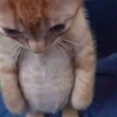 Soi