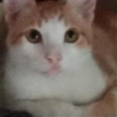 Các 