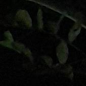 SấmS