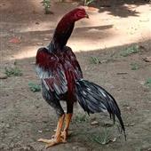 Chúa