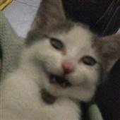 Is t
