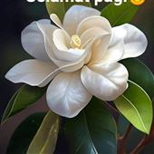 Chơ