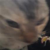Siêu