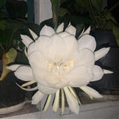 Gấu 