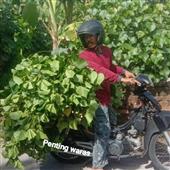 Bản