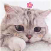 Bảng
