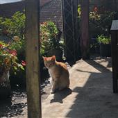 Chi