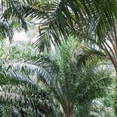 Dự b