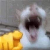 Vĩn