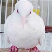 Nêu