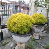 chú