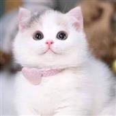 Cầu