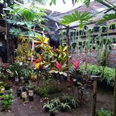 Hilo