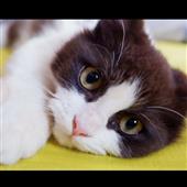 Siêu