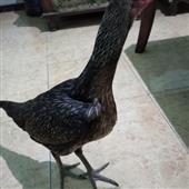 Bầu 
