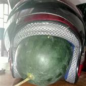 Cá M