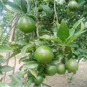 Cuộc
