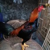 Thá