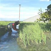 Vua 