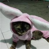 Giải