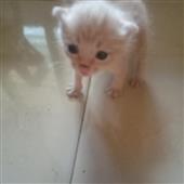 Giải