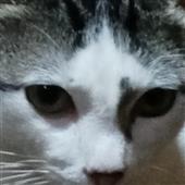 Siêu