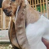 5 Rồ