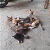 Bản