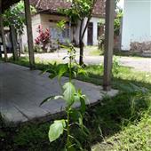 Các