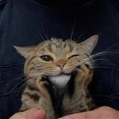 MÈO