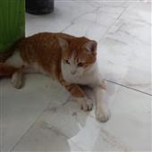 Lịch