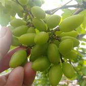 Kết 