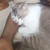 Dự 