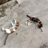 Kèo 