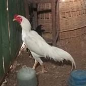 Cuộ